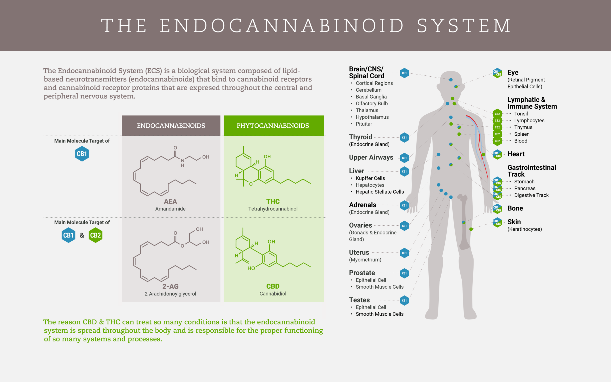 K2Life CBD Gummies review